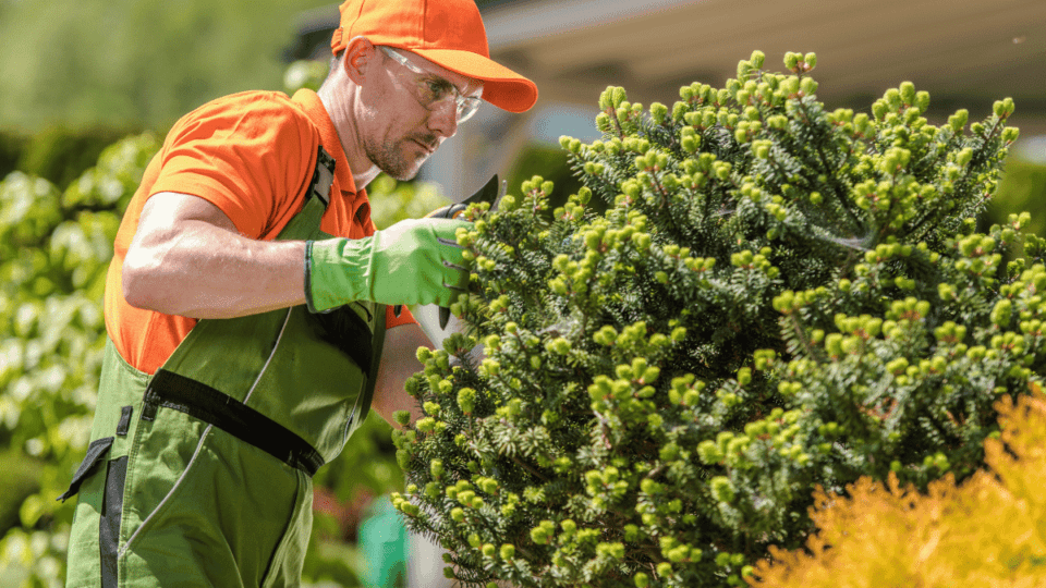 Expert Tree Care for Commercial Properties